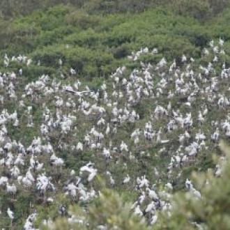 Baga Gahan in Bhitar Kanika