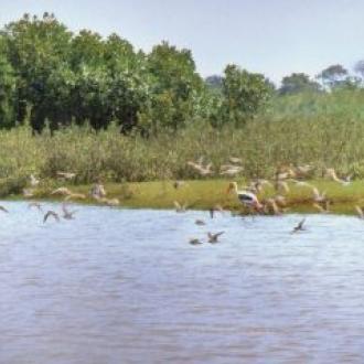Bhitar Kanika Migartory Birds