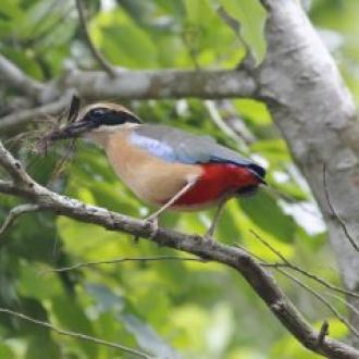 Bird in Bhitar kanika