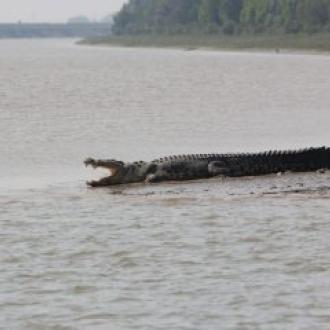 ଭିତର କନିକା ର ସରୀସୃପ