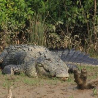 ଭିତର କନିକା ର ସରୀସୃପ