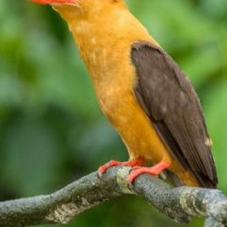 King Fisher in Bhitar Kanika