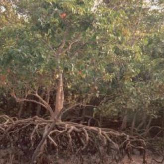 ଭିତର କନିକା ରେ ପ୍ରବାସୀ ପକ୍ଷୀ