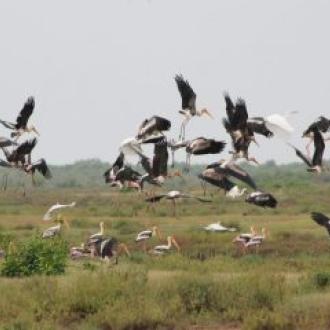 ଭିତର କନିକା ରେ ପ୍ରବାସୀ ପକ୍ଷୀ