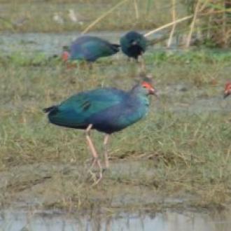 Migratory Birds in Bhitar Kanika