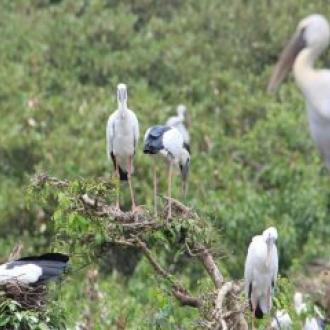 Mangroves at Bhitar Kanika