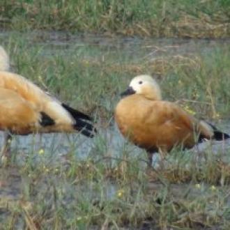 ଭିତର କନିକା ରେ ପ୍ରବାସୀ ପକ୍ଷୀ