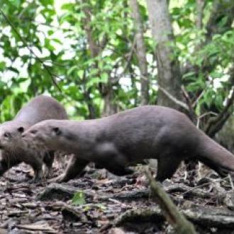 ବନ୍ୟ ଜୀବ