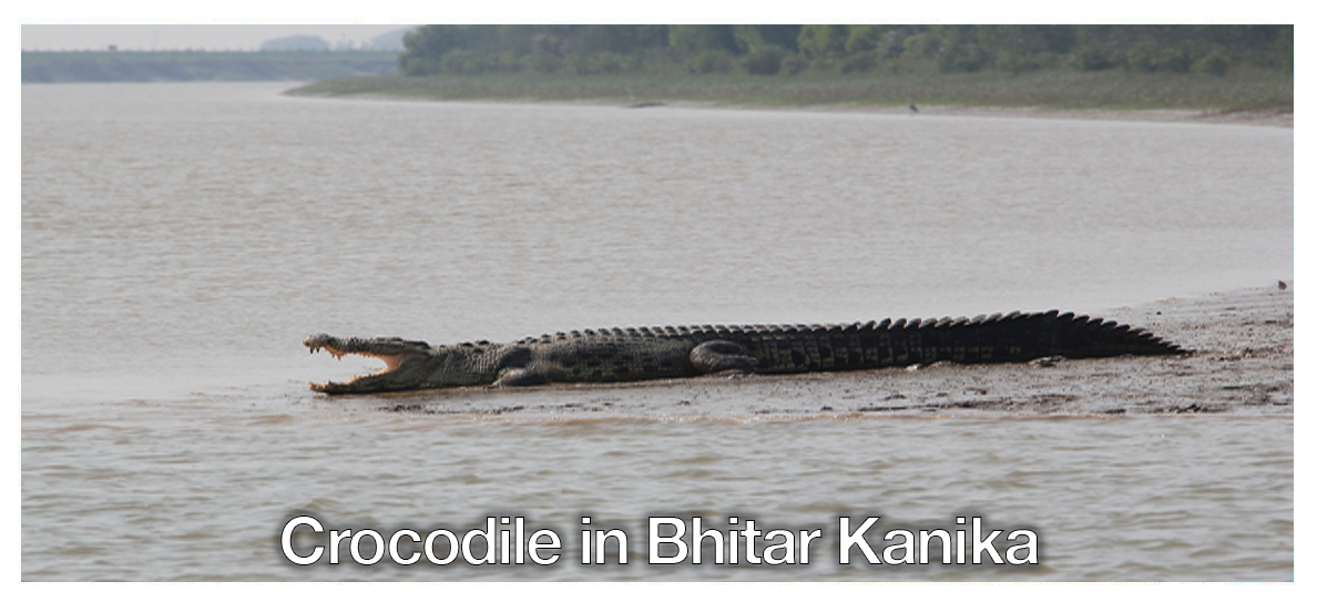 Crocodile in BHITAR KANIKA