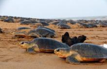 Arrival of Olive Ridley at Gahirmatha