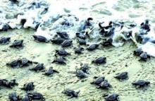 Baby turtles at Gahirmatha Sea shore