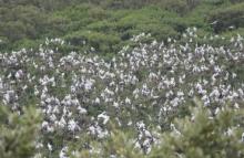 Baga Gahan in Bhitar Kanika