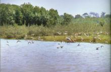 Bhitar Kanika Migartory Birds