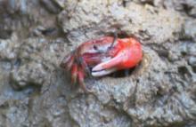 Crab at Bhitar Kanika