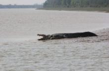 Crocodile at Bhitar Kanika creek