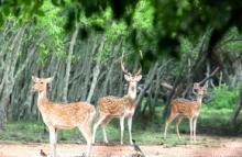Deer in Bhitar Kanika