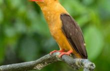 King Fisher in Bhitar Kanika