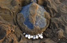 Mass nesting at Gahirmatha sea beach