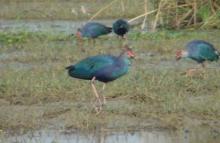 Migratory Birds in Bhitar Kanika