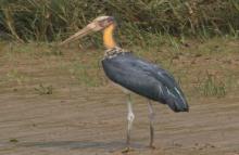 Migratory Birds in Bhitar Kanika