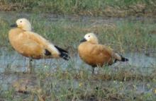 Migratory birds at Bhitar Kanika