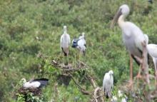 Migratory birds at Bhitar Kanika