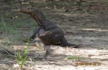 Reptiles in Bhitar Kanika