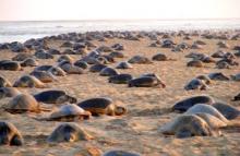 mass nesting of Olive Ridley at Gahirmatha beach