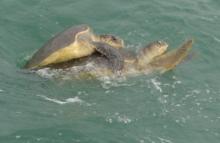 oliv ridley turtles on sea